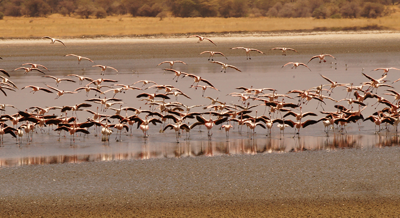Tanzania birdwatching safari