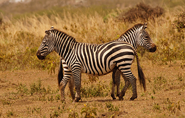 Tanzania budget safari
