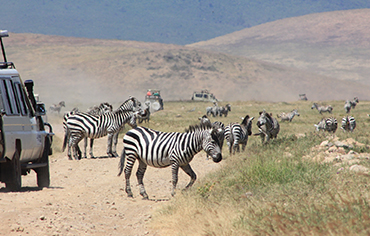 Tanzania safari