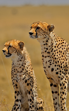 Tanzania Camping Safari