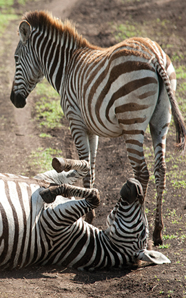 Tanzania Luxury Safari