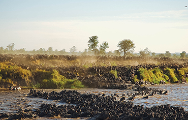 Tanzania safari