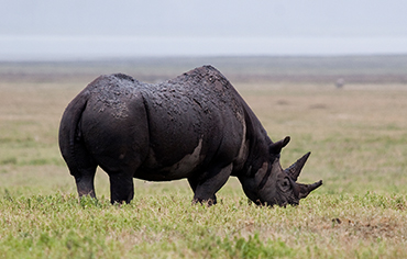 Tanzania safari