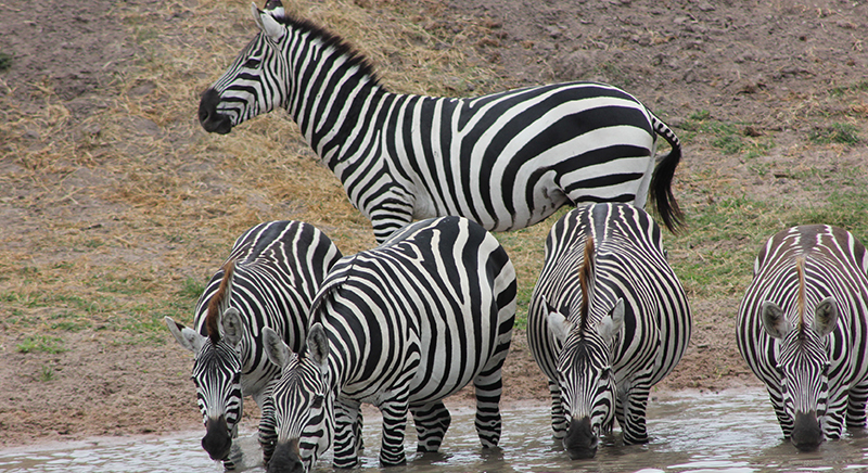 Tanzania day trips