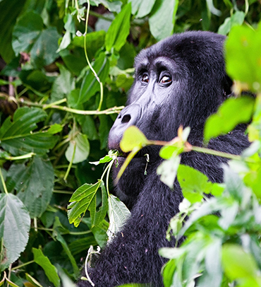 Gombe National Park