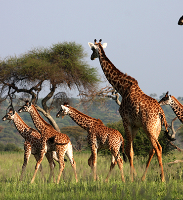 Lake Manyara National Park