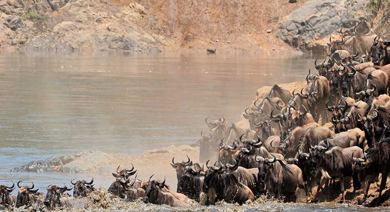 Wildebeest migration safari