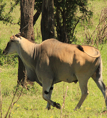 Mikumi National Park