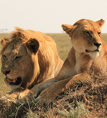 Ngorongoro National Park