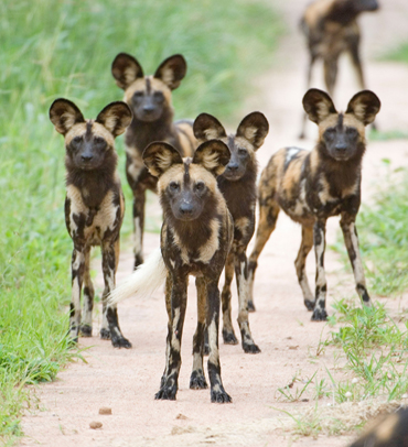 Ruaha National Park