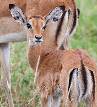 Rubondo Island National Park