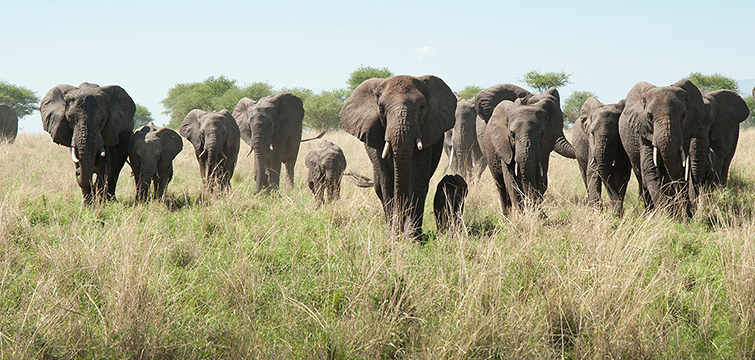 Tanzania Safari Tours