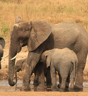 Tarangire National Park