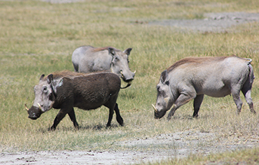 Tanzania safari tours