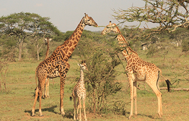 Kilimanjaro safari