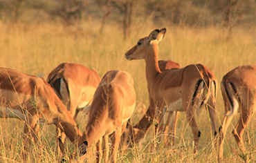 Northern Tanzania Safari