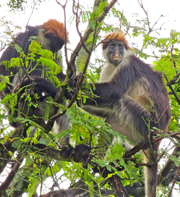 Udzungwa National Park